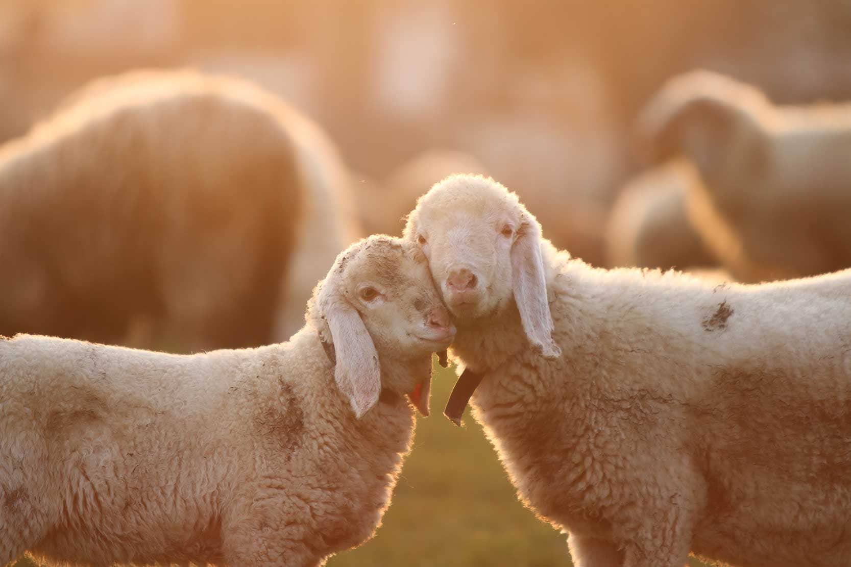 Cuddling Lambs taken during golden hour
