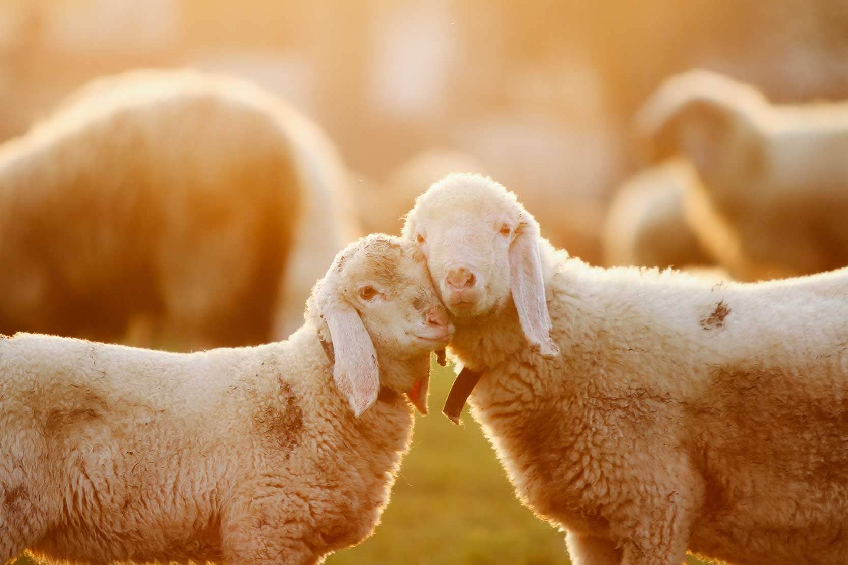 Cuddling lambs taken during golden hour, edited with golden hour preset.